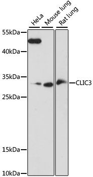 Western blot - CLIC3 antibody (144-61005)