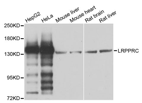 Western blot - LRPPRC antibody (144-03365)