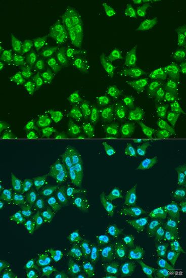 Immunofluorescence - THOC1 antibody (144-08179)