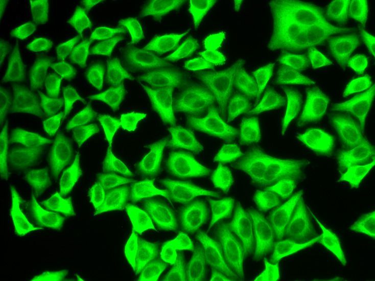 Immunofluorescence - ALDH4A1 antibody (144-02595)
