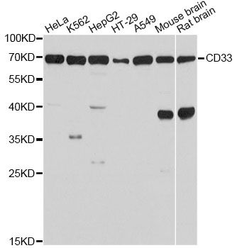 Western blot - CD33 Antibody (144-02059)