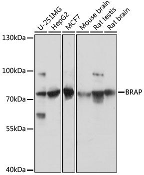Western blot