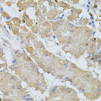 Immunohistochemistry - BEST1 antibody (144-03022)