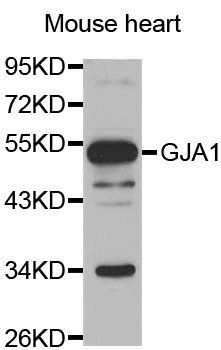 Western blot - GJA1 antibody (144-02163)