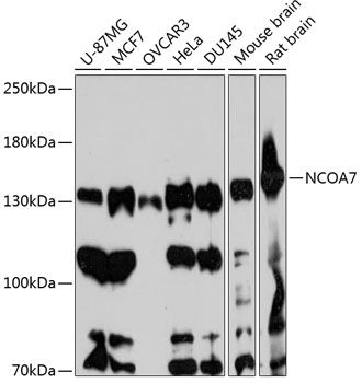 Western blot