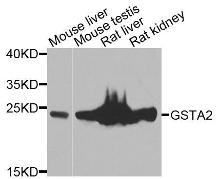 Western blot - GSTA2 antibody (144-07678)