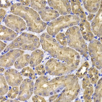 Immunohistochemistry - FKBP6 Polyclonal Antibody (144-07013)