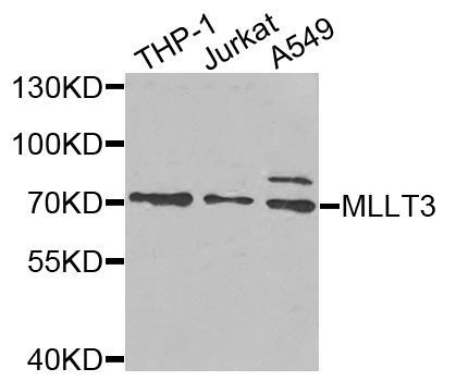 Western blot - MLLT3 antibody (144-06798)