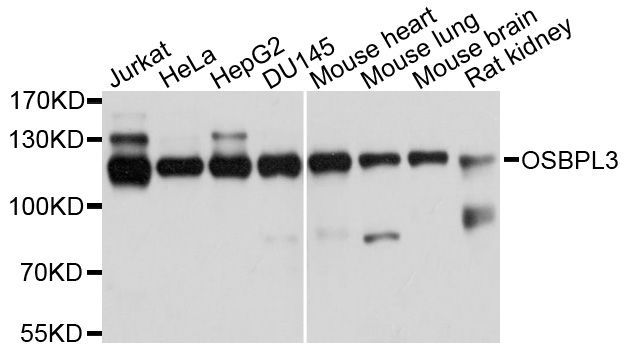 Western blot - OSBPL3 antibody (144-04604)