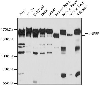 Western blot