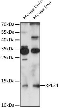 Western blot - RPL34 antibody (144-015716)