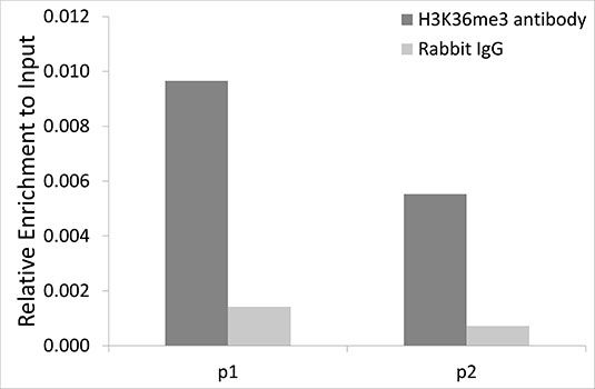 Chromatin Immunoprecipitation - TriMethyl-Histone H3-K36 pAb (144-02366)