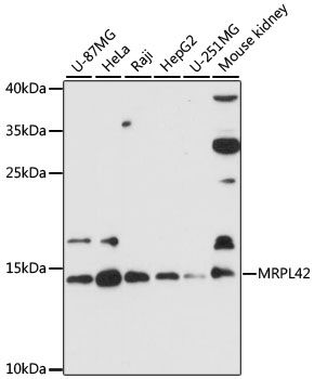 Western blot - MRPL42 antibody (144-60105)