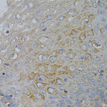 Immunohistochemistry - NPC2 Antibody (144-05413)