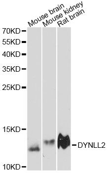 Western blot - DYNLL2 antibody (144-60510)