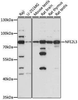 Western blot