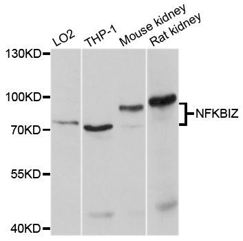 Western blot - NFKBIZ Polyclonal Antibody (144-010492)