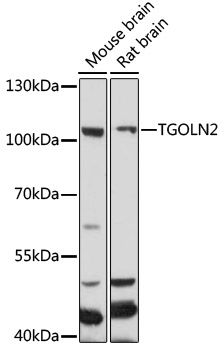 Western blot