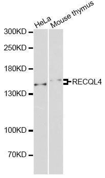 Western blot - RECQL4 antibody (144-61443)