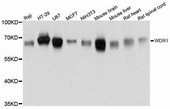 Western blot - WDR1 antibody (144-12163)
