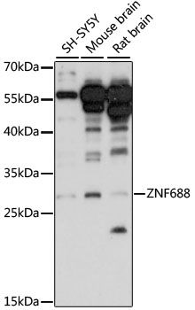 Western blot