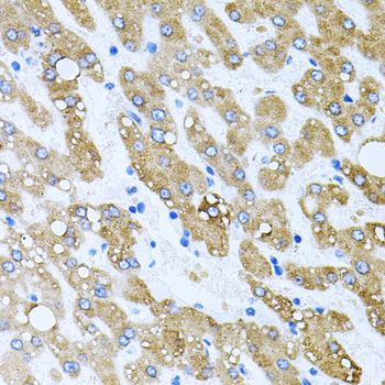 Immunohistochemistry - TOB2 antibody (144-07223)