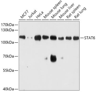 Western blot