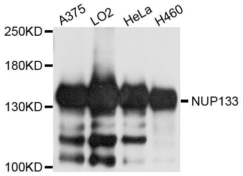 Western blot - NUP133 antibody (144-08818)