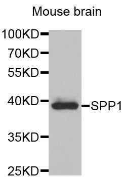 Western blot - SPP1 antibody (144-01361)