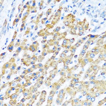 Immunohistochemistry - LRPPRC antibody (144-03365)