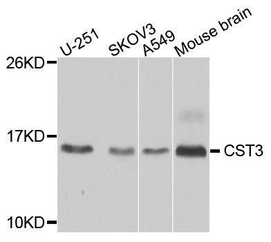 Western blot - CST3 antibody (144-60265)