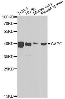 Western blot - [KO Validated] CAPG Polyclonal Antibody (144-07324)