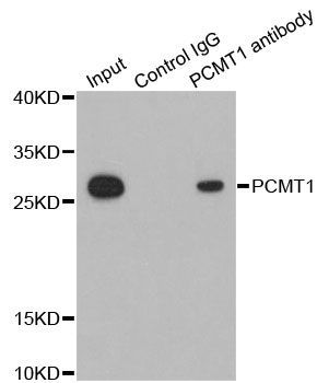 Immunoprecipitation - 1ug PCMT1 antibody (144-06684)