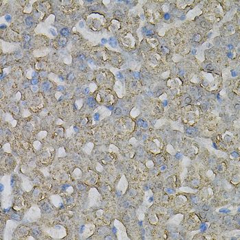 Immunohistochemistry - INPP5J Polyclonal Antibody (144-06631)