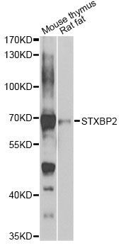 Western blot - STXBP2 antibody (144-07735)