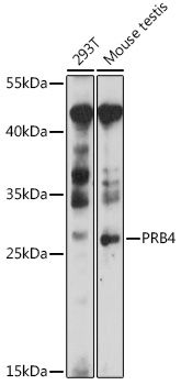 Western blot