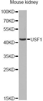 Western blot - USF1 antibody (144-60393)
