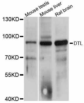 Western blot - DTL antibody (144-012150)