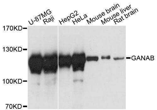 Western blot - GANAB antibody (144-60499)