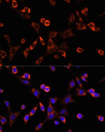 Immunofluorescence - OCLN antibody (144-02601)