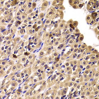 Immunohistochemistry - CCT4 antibody (144-06548)