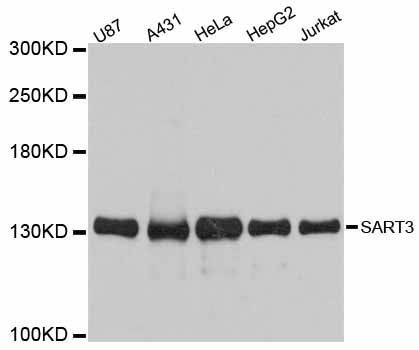 Western blot - SART3 antibody (144-012124)