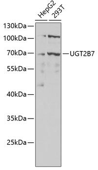 Western blot