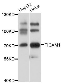 Western blot - TICAM1 Polyclonal Antibody (144-60070)