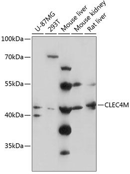 Western blot