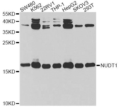 Western blot - [KO Validated] NUDT1 Polyclonal Antibody (144-60285)