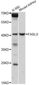 Western blot - FasLG Polyclonal Antibody (144-00234)