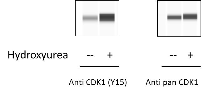 CDK1 (Y15) - Western Blot