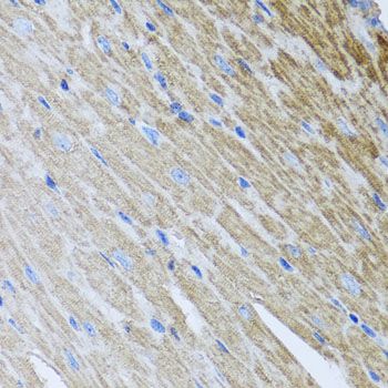 Immunohistochemistry - MTX2 antibody (144-07958)