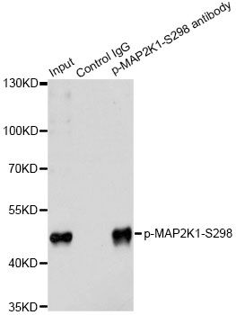 Western blot - Phospho-MAP2K1-S298 pAb (144-50063)